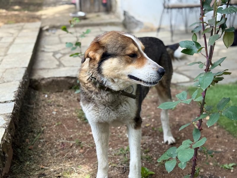 Verspielter Schäferhund-Mix sucht sein Glück!