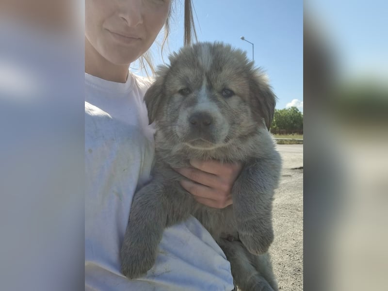 Louis - ein kleiner Bursche sucht sein Glück