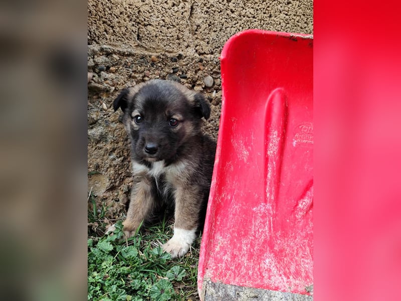 Buddy sucht sein Zuhause – Eine kleine Fellnase mit viel Charme