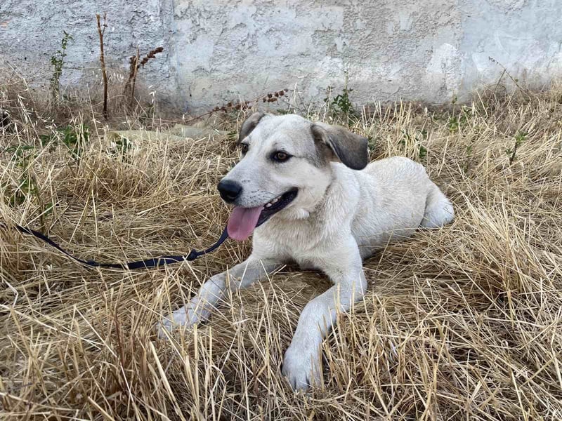 George - Ein treuer Freund auf der Suche nach seinem Zuhause