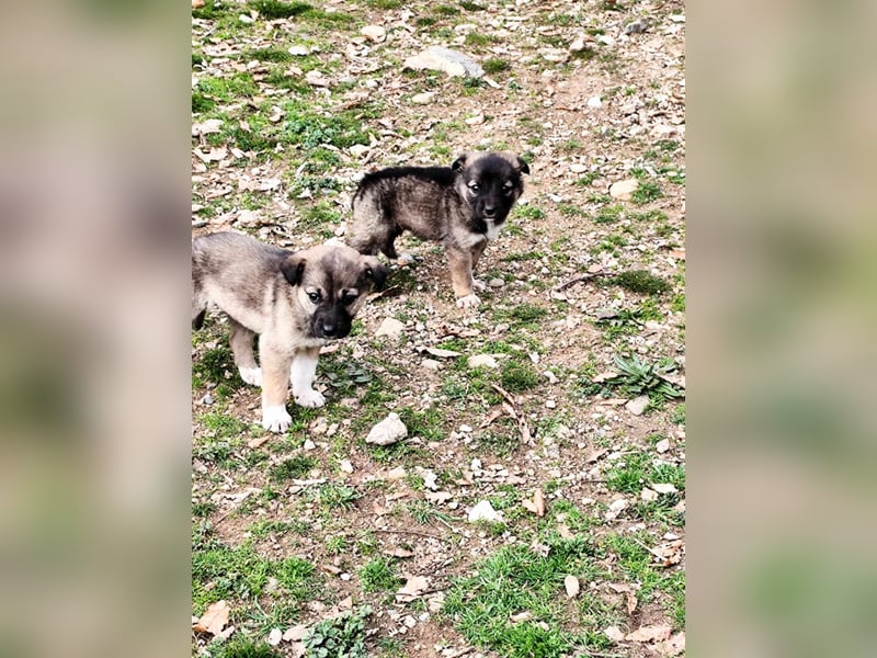 Buddy sucht sein Zuhause – Eine kleine Fellnase mit viel Charme