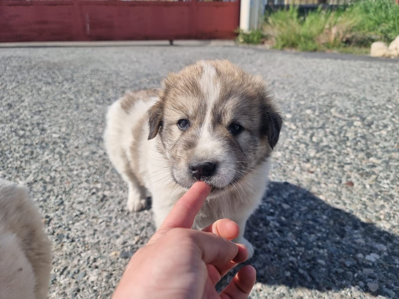 Louis - ein kleiner Bursche sucht sein Glück