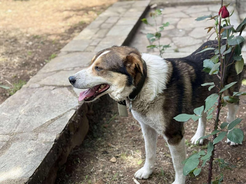 Verspielter Schäferhund-Mix sucht sein Glück!