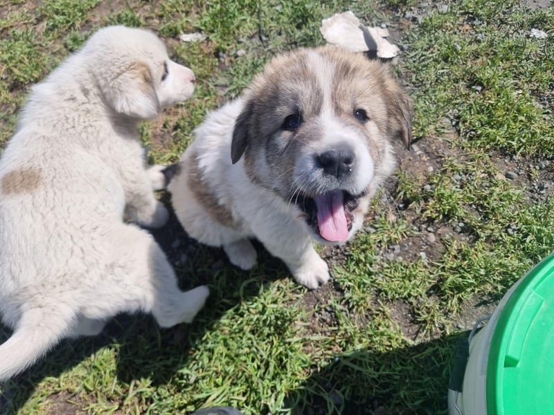 Louis - ein kleiner Bursche sucht sein Glück