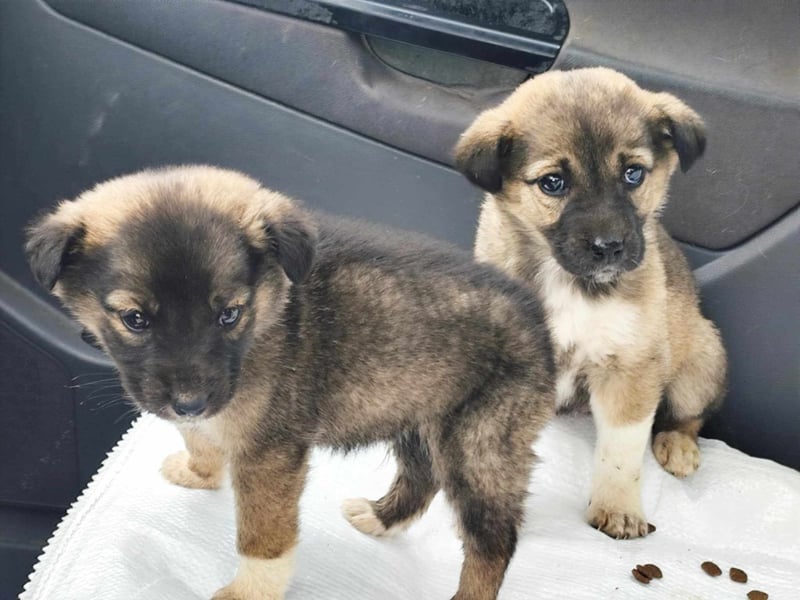 Buddy sucht sein Zuhause – Eine kleine Fellnase mit viel Charme
