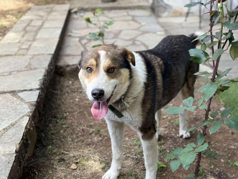 Verspielter Schäferhund-Mix sucht sein Glück!
