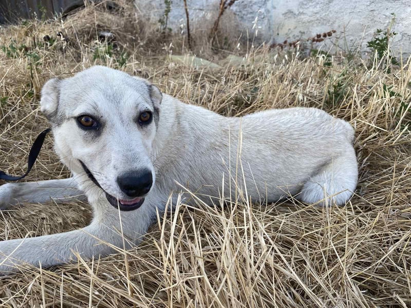 George - Ein treuer Freund auf der Suche nach seinem Zuhause