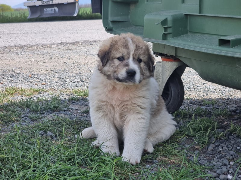 Louis - ein kleiner Bursche sucht sein Glück