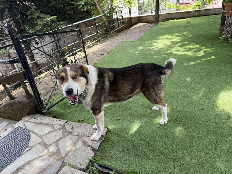 Verspielter Schäferhund-Mix sucht sein Glück!