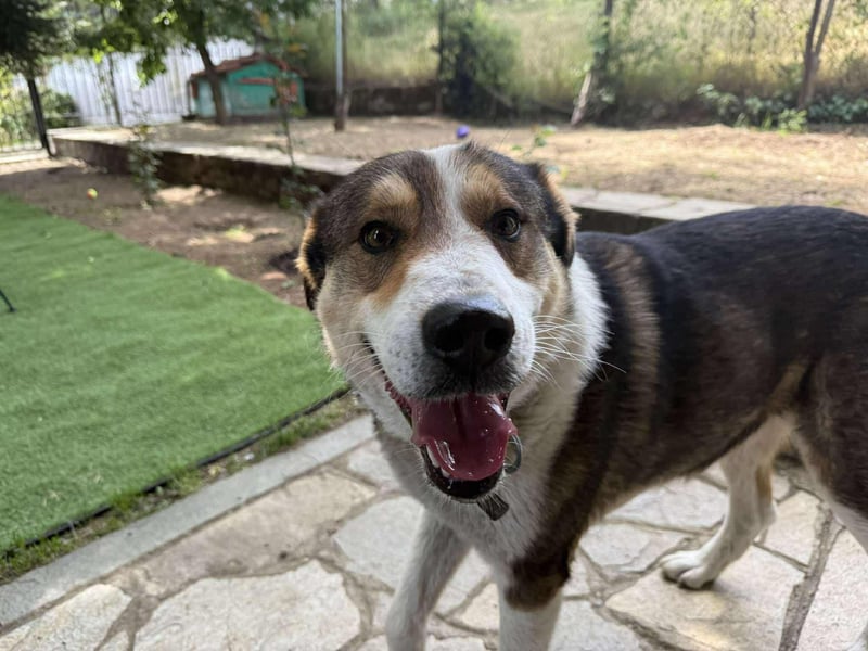 Verspielter Schäferhund-Mix sucht sein Glück!