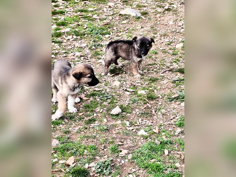 Buddy sucht sein Zuhause – Eine kleine Fellnase mit viel Charme