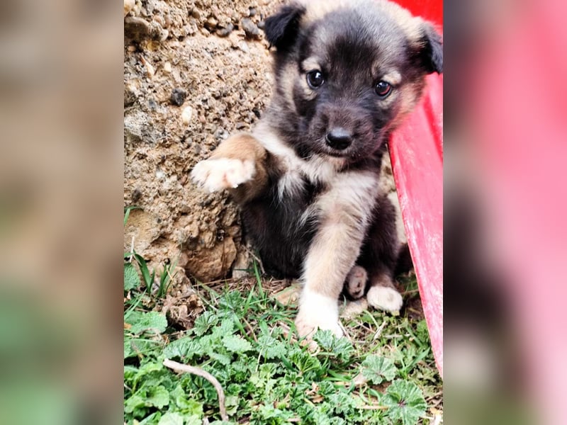Buddy sucht sein Zuhause – Eine kleine Fellnase mit viel Charme