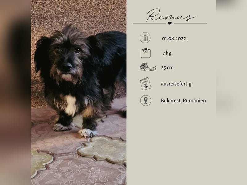 REMUS sucht eine liebe Familie