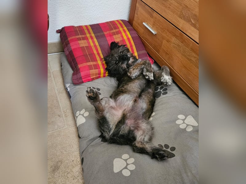 REMUS sucht eine liebe Familie