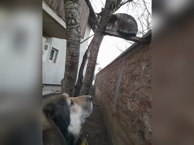 Maxx – ein gutmütiger Schatz