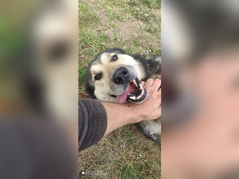 Maxx – ein gutmütiger Schatz