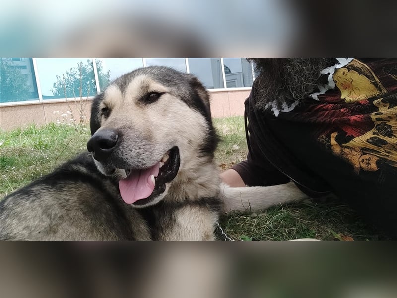 Maxx – ein gutmütiger Schatz