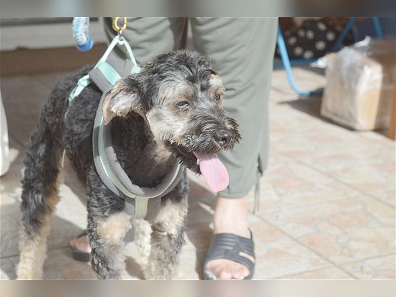 FURI, ein echtes Unikat. Der ideale Familienhund. Mag auch Katzen