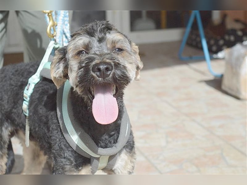 FURI, ein echtes Unikat. Der ideale Familienhund. Mag auch Katzen