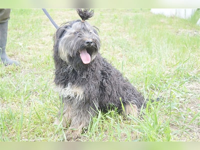 FURI, ein echtes Unikat. Der ideale Familienhund. Mag auch Katzen