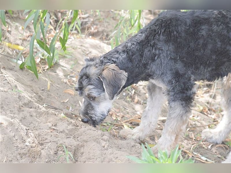 FURI, ein echtes Unikat. Der ideale Familienhund. Mag auch Katzen