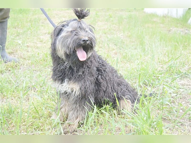 FURI, ein echtes Unikat. Der ideale Familienhund. Mag auch Katzen