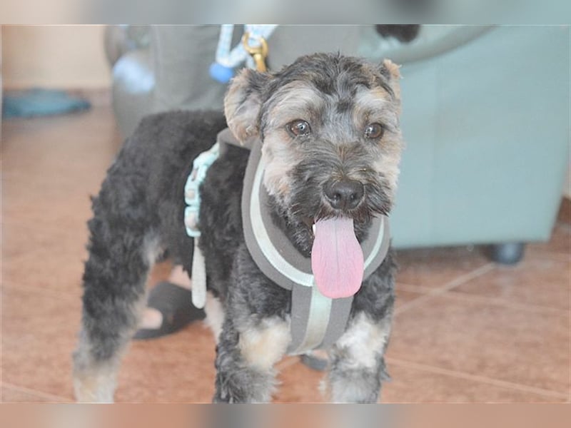 FURI, ein echtes Unikat. Der ideale Familienhund. Mag auch Katzen