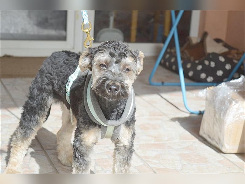 FURI, ein echtes Unikat. Der ideale Familienhund. Mag auch Katzen