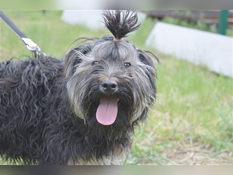 FURI, ein echtes Unikat. Der ideale Familienhund. Mag auch Katzen
