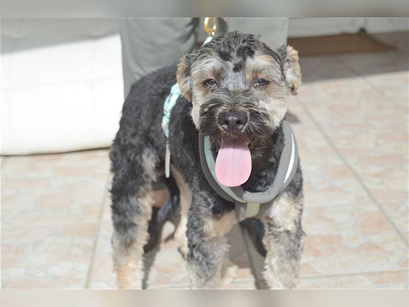 FURI, ein echtes Unikat. Der ideale Familienhund. Mag auch Katzen