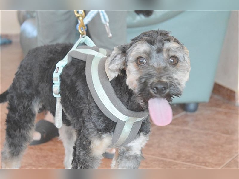 FURI, ein echtes Unikat. Der ideale Familienhund. Mag auch Katzen