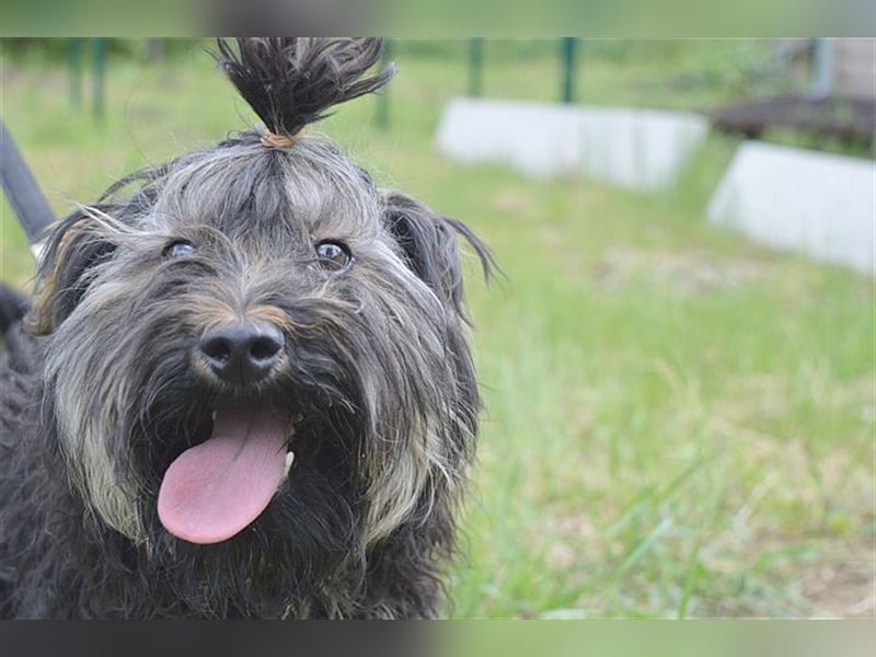 FURI, ein echtes Unikat. Der ideale Familienhund. Mag auch Katzen