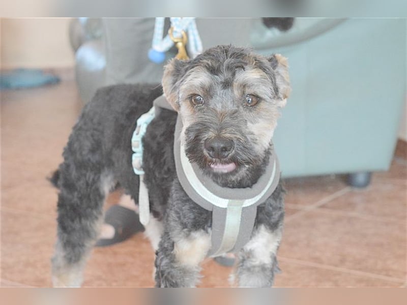 FURI, ein echtes Unikat. Der ideale Familienhund. Mag auch Katzen