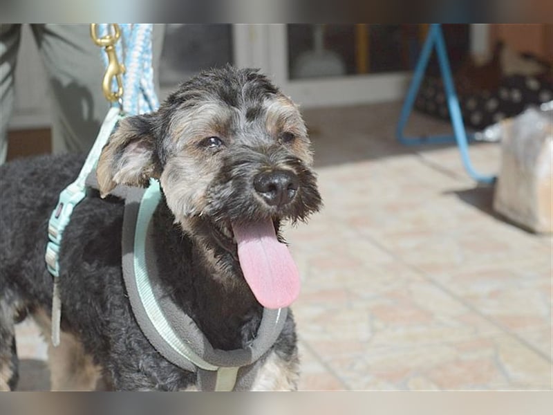FURI, ein echtes Unikat. Der ideale Familienhund. Mag auch Katzen