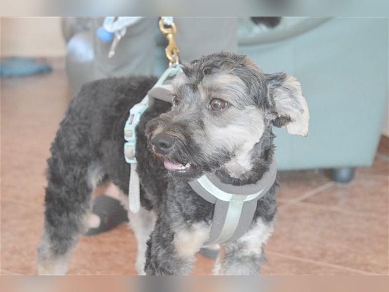 FURI, ein echtes Unikat. Der ideale Familienhund. Mag auch Katzen