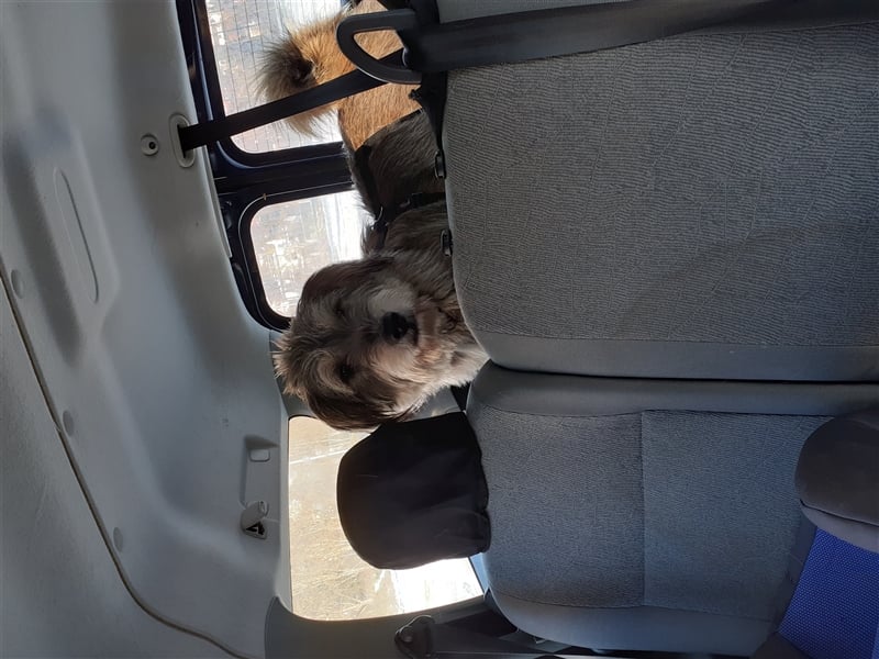 Alf - Powerhund sucht Powermenschen