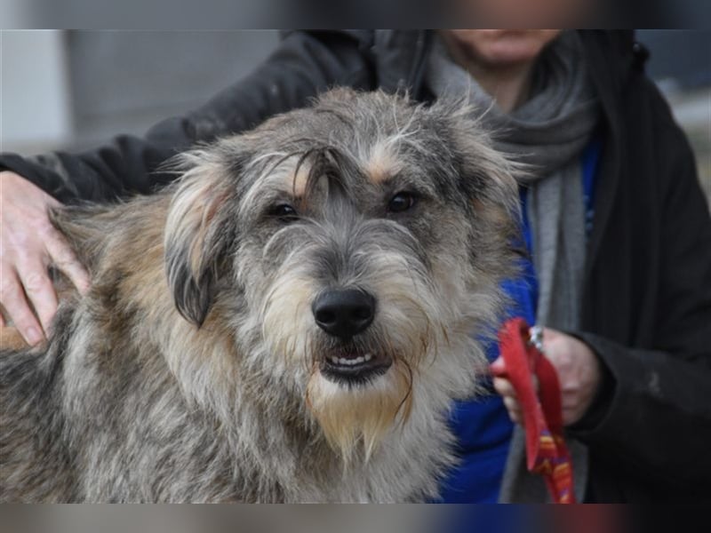Alf - Powerhund sucht Powermenschen