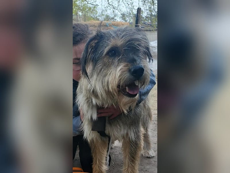 Pechvogel Alf sucht seine Familie für immer