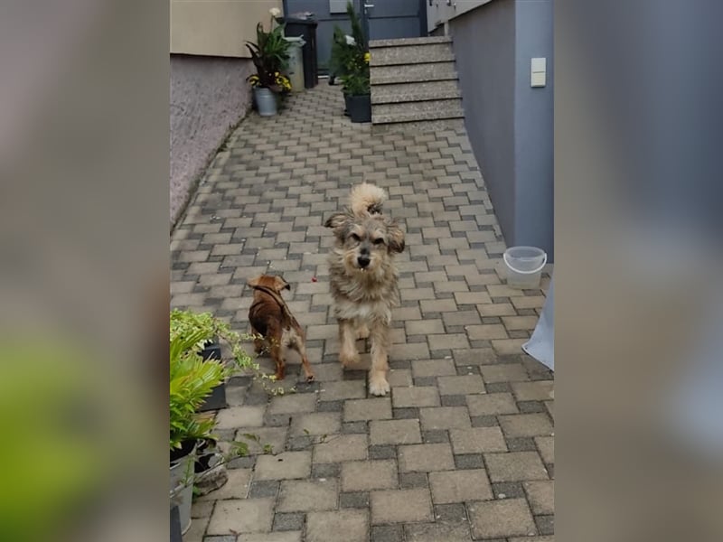 Alf - Powerhund sucht Powermenschen