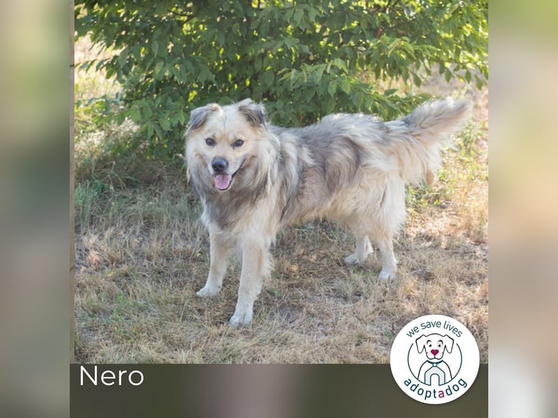 Nero: charismatischer Oldie