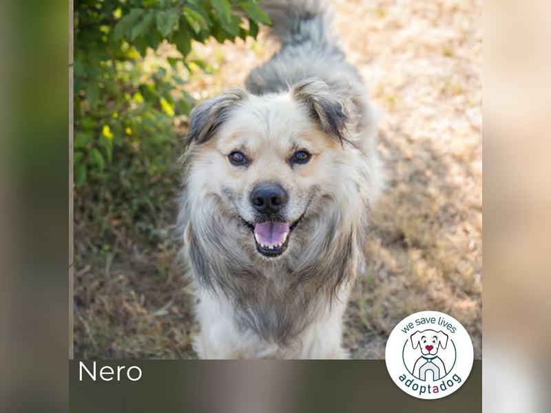 Nero: charismatischer Oldie