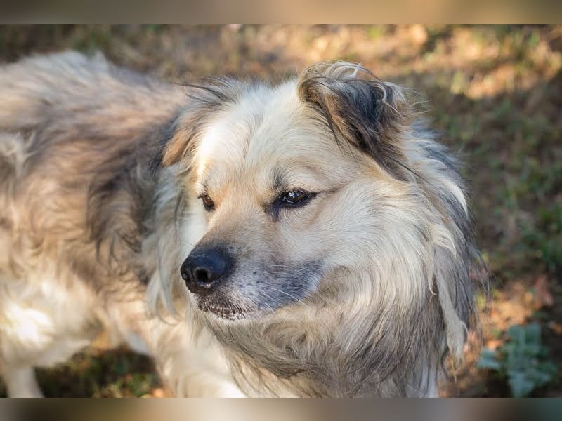Nero: charismatischer Oldie