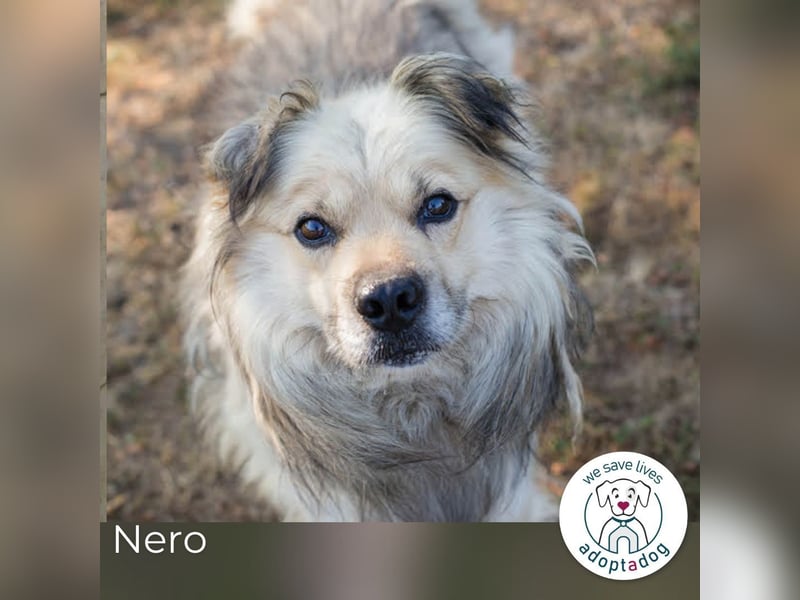 Nero: charismatischer Oldie