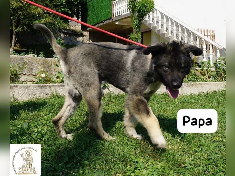 Papa – Ein Held, so weich wie seine Pfoten!