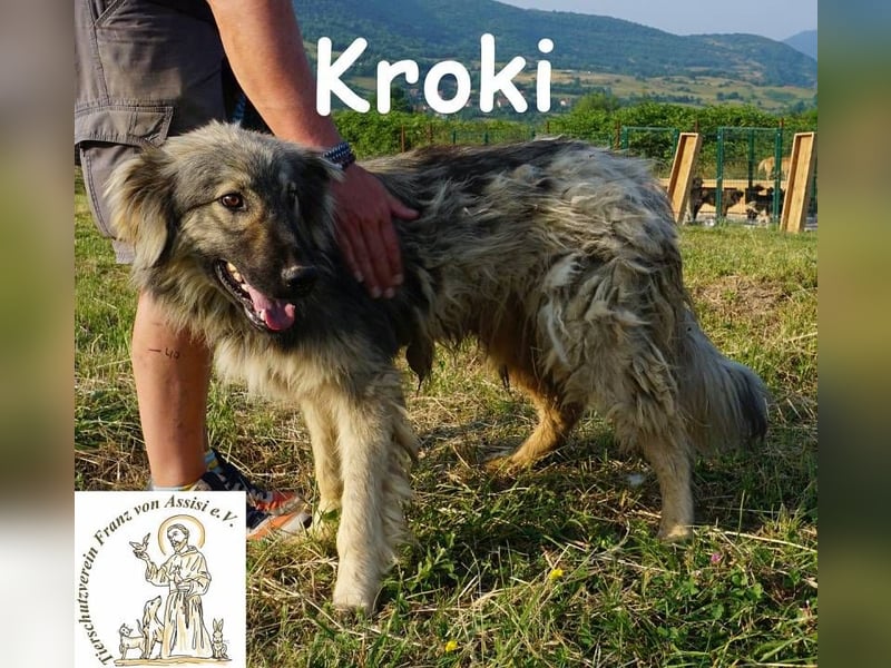 Kroki – Willst du Teil seines Lebens sein?