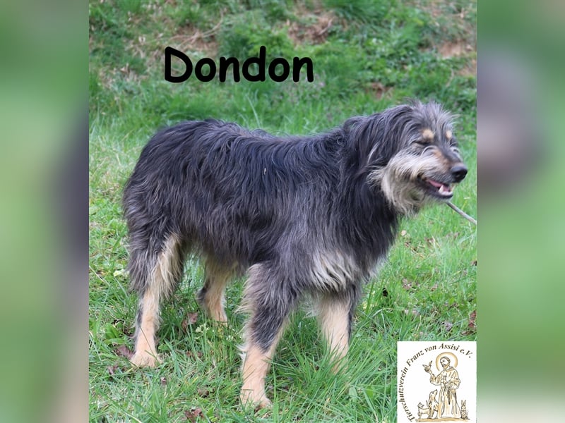 Dondon - vorsichtiger Strubbel