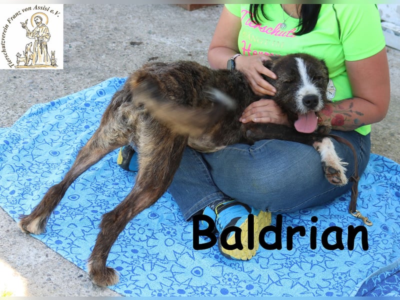 Baldrian - ein Schmuser im extravaganten Outfit