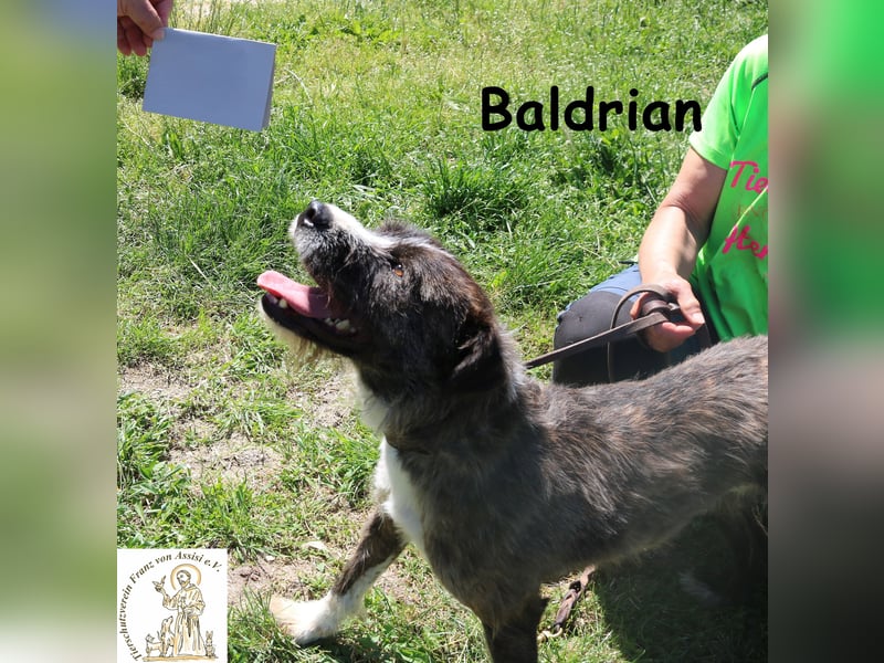 Baldrian - ein Schmuser im extravaganten Outfit