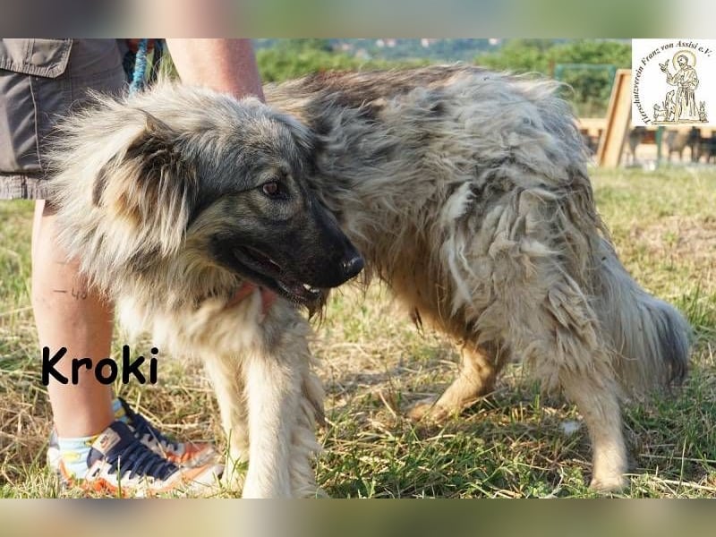 Kroki – Willst du Teil seines Lebens sein?