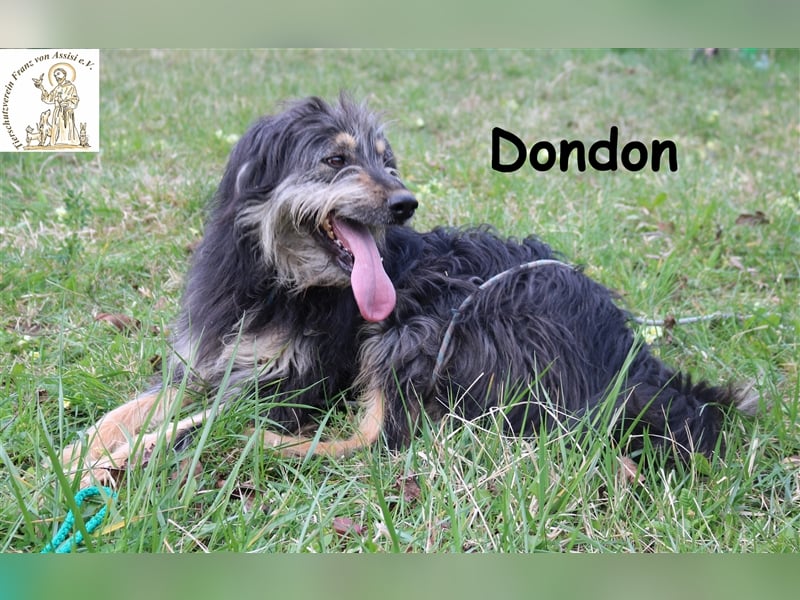 Dondon - vorsichtiger Strubbel